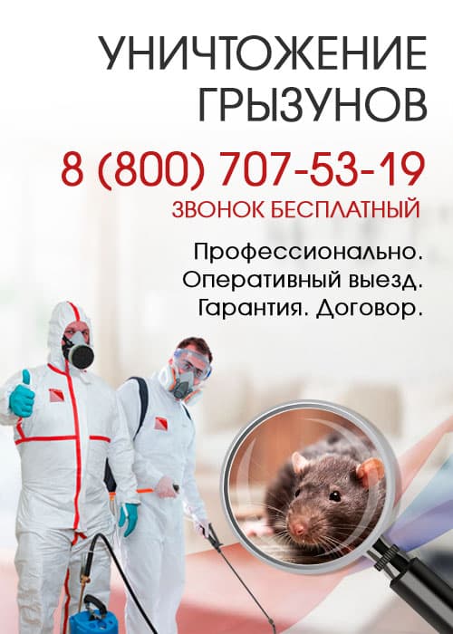 Уничтожение крыс в Дедовске