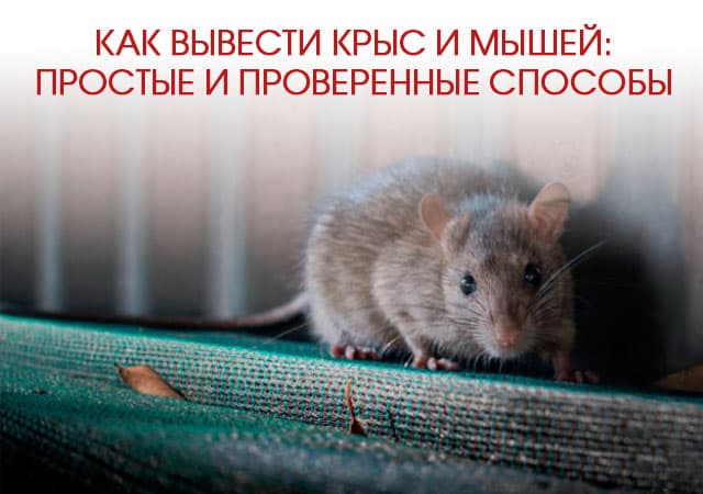 Как вывести крыс и мышей в Дедовске: простые и проверенные способы