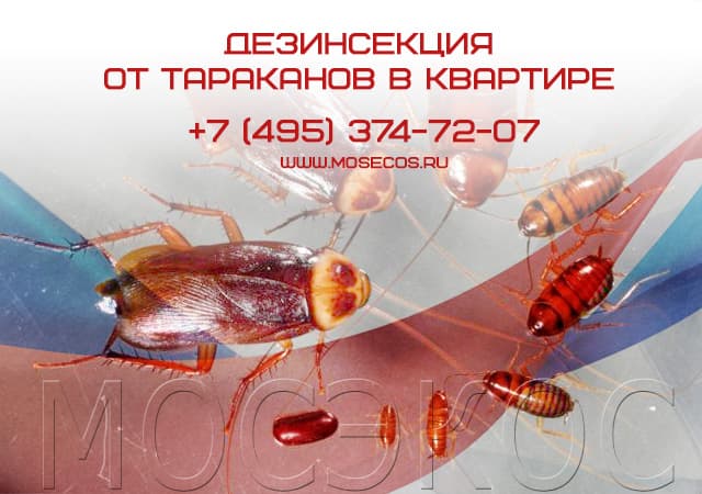 Дезинсекция от тараканов в квартире в Дедовске