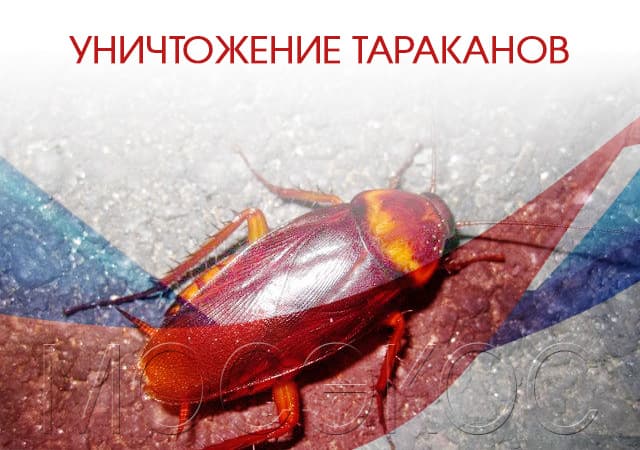 Уничтожение тараканов в Дедовске