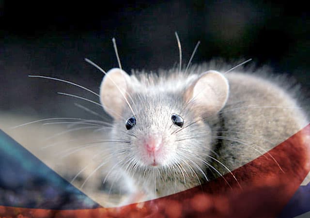 Уничтожение мышей в Дедовске